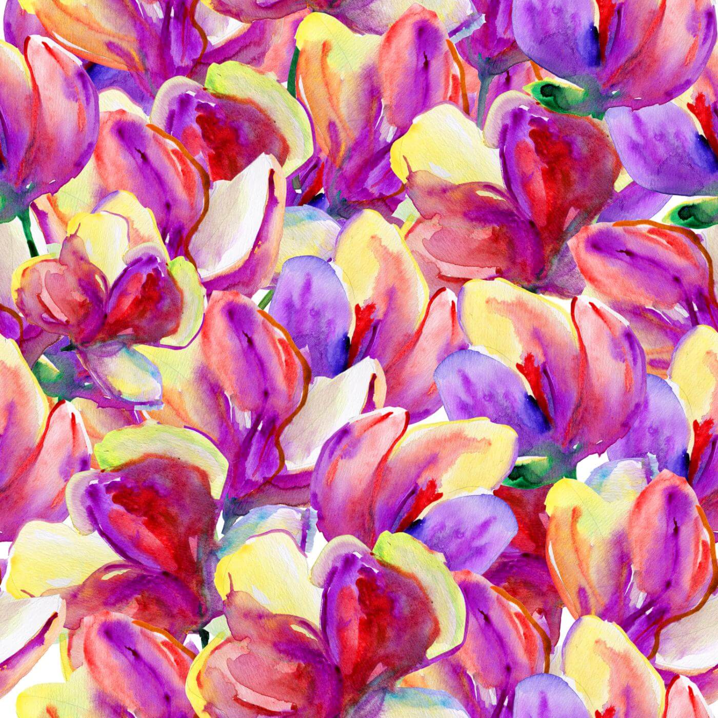 Tulips Pink